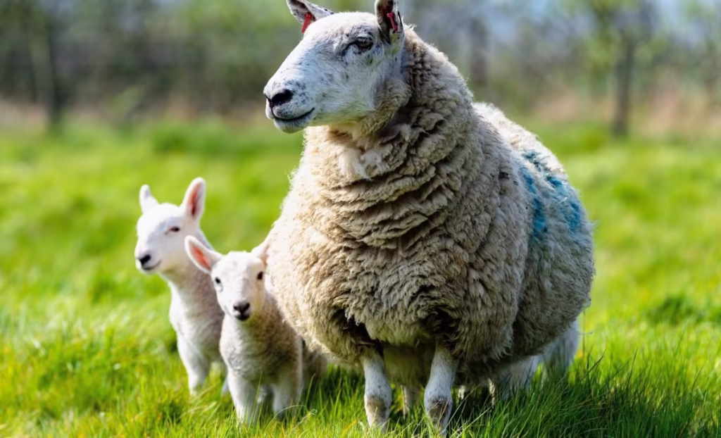 Human Impact on Animals Reshaped Evolution