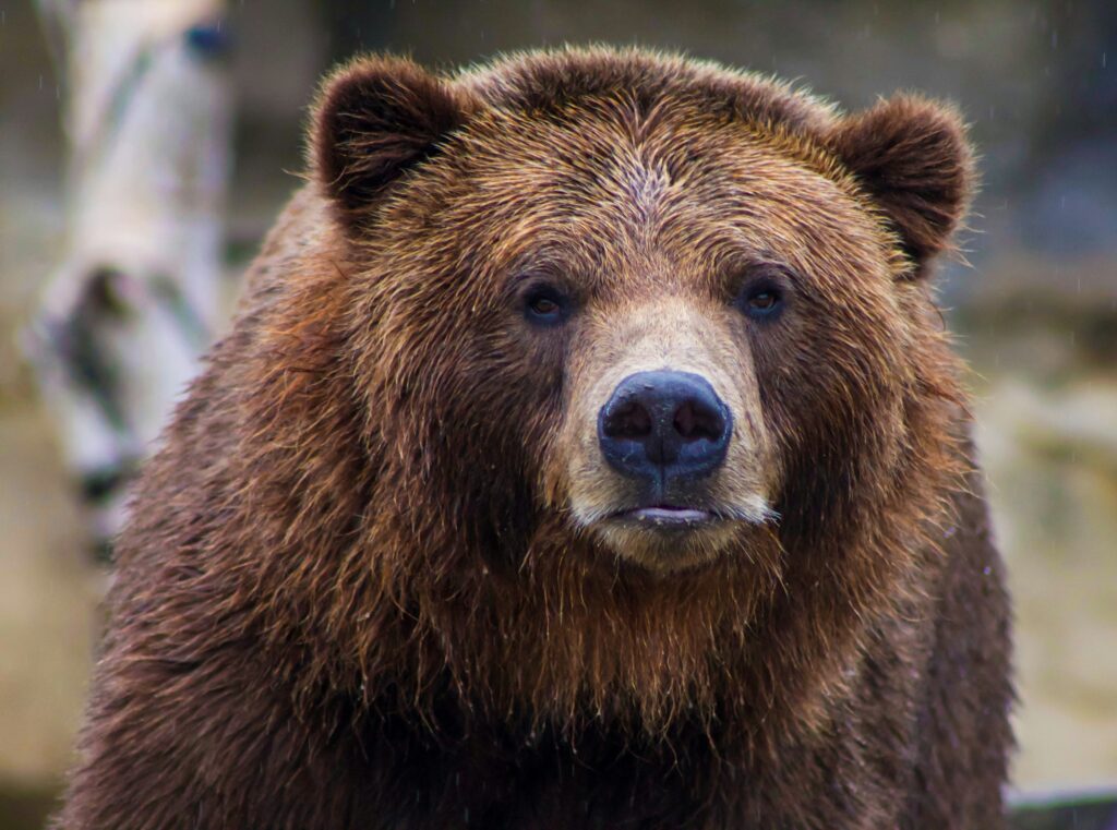 Florida Sees Surge in Bear Hunt Interest