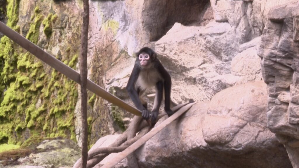 Omaha Zoo Welcomes Rescued Spider Monkeys Omaha Zoo Welcomes Rescued Spider Monkeys
