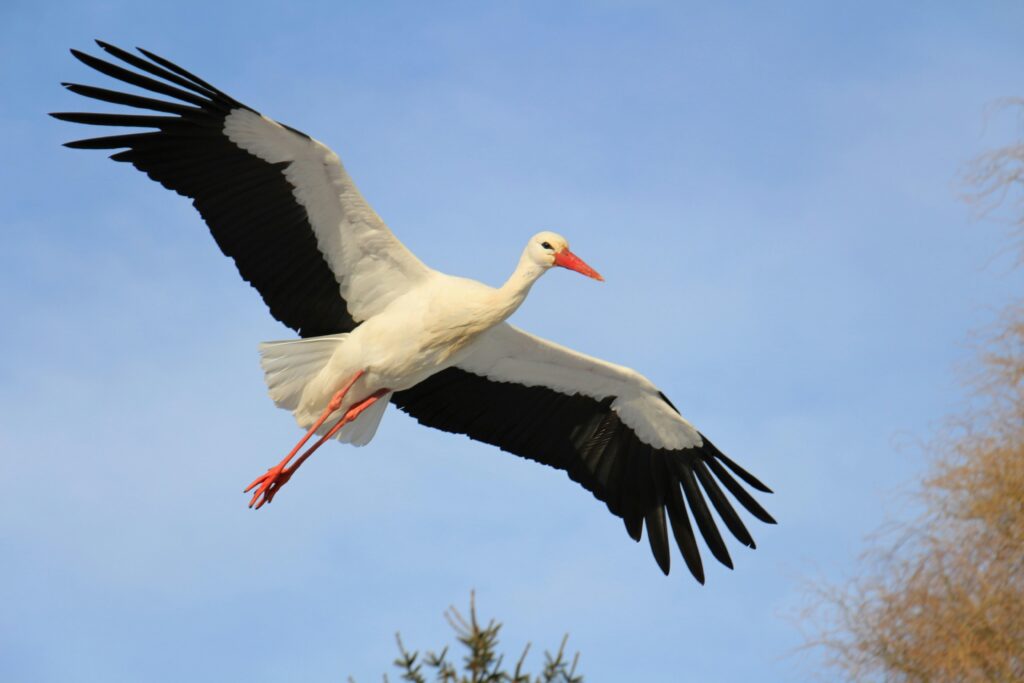 Wildlife Tracking Emerges as New Pandemic Defense