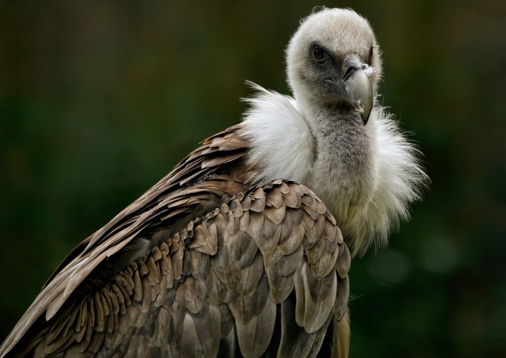 Poisoning Crisis Threatens Vultures in South Africa’s Kruger Region