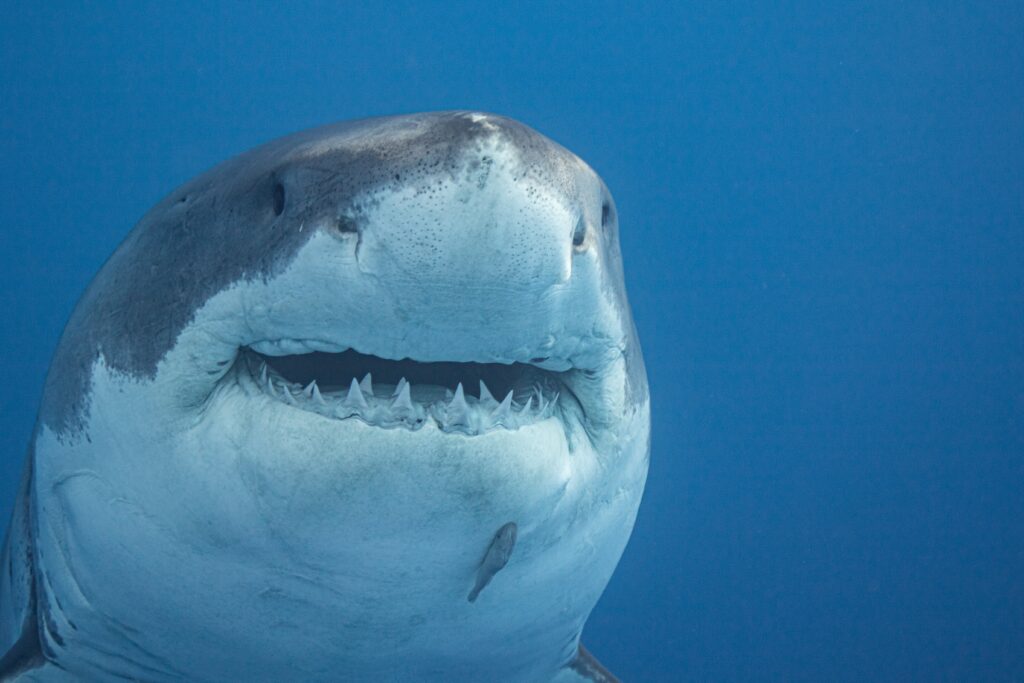 Study challenges theory behind great white shark disappearance at Neptune Islands