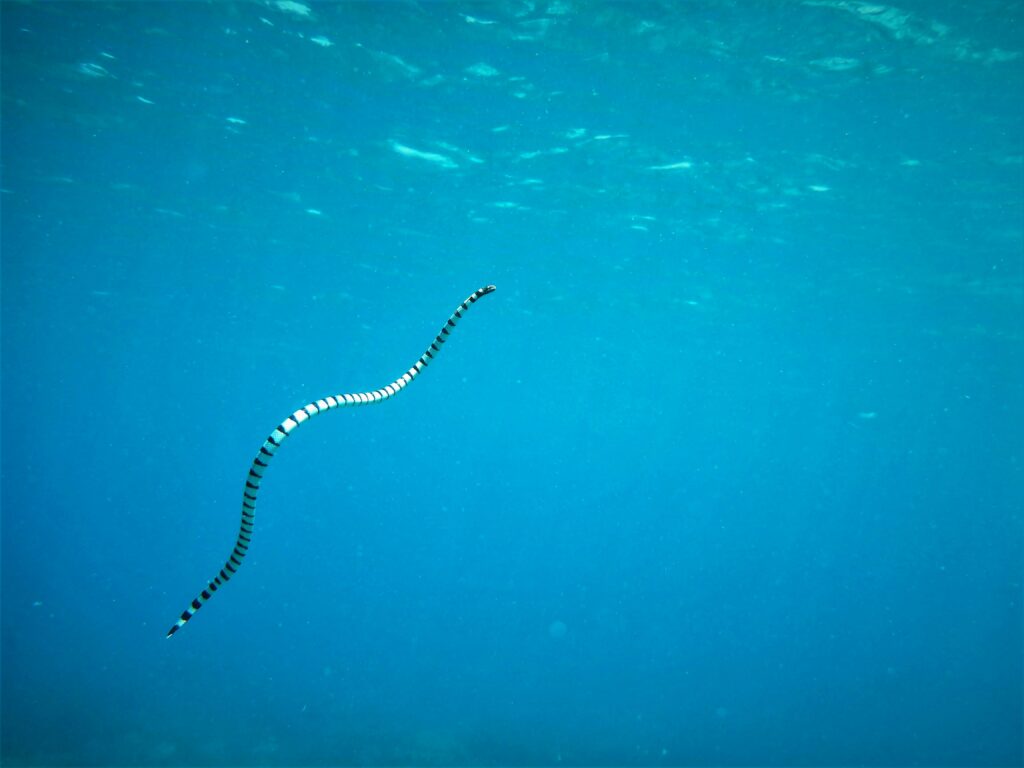 Woman Sparks Emergency After Bringing Venomous Sea Snake to Sanctuary