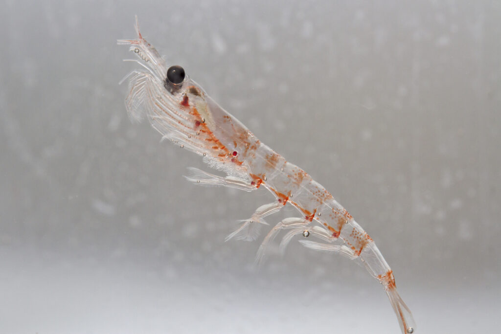 Russia arrests Ukrainian scientist over Antarctic krill research, sparking global outrage