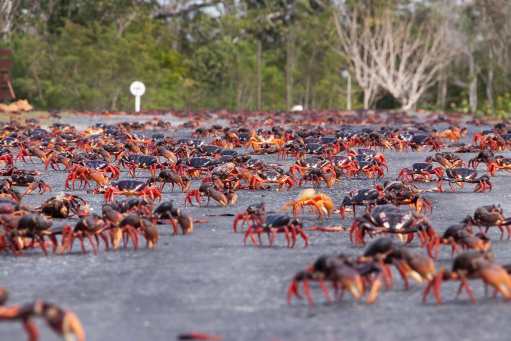 More than 100 million red crabs migrate across Christmas Island as conservation efforts pay off