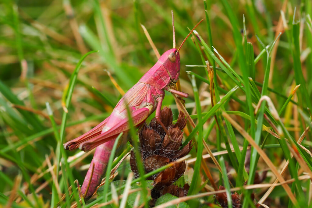 ‘Exceptionally Rare’ Pink Grasshopper Discovered in New Zealand