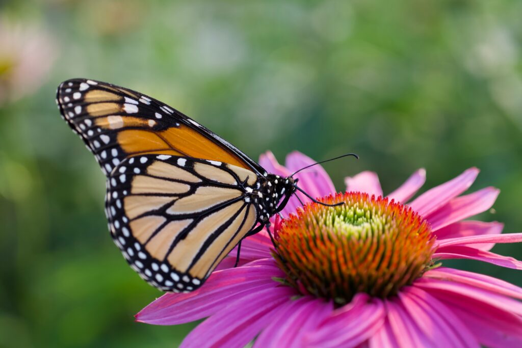 Trump Administration Moves to Roll Back Endangered Species Act Protections