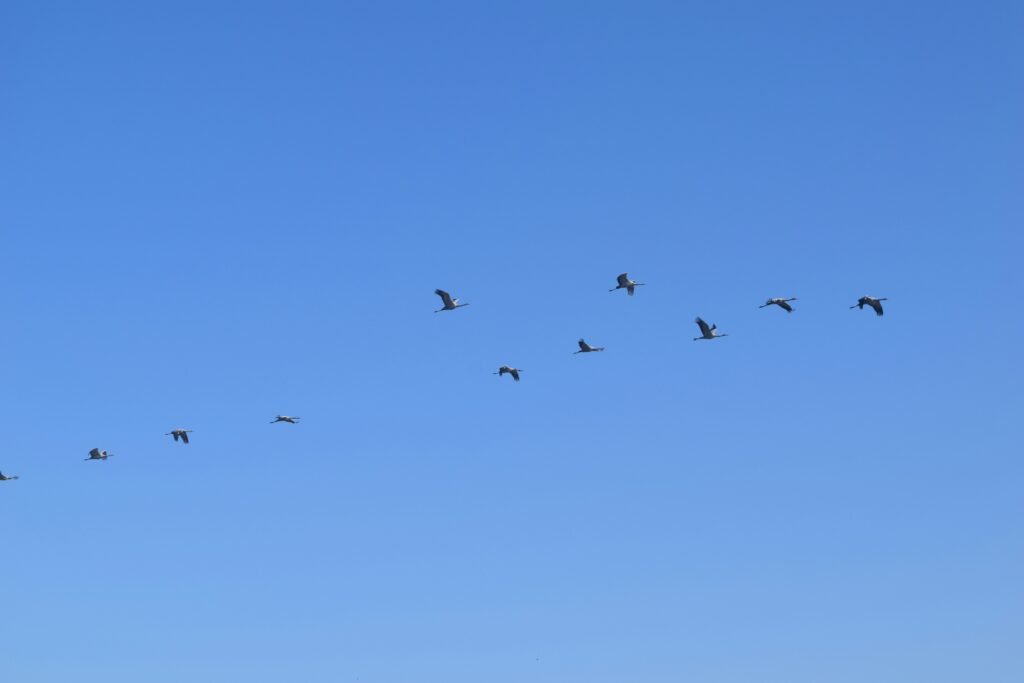 Seasonal migration raises disease concerns statewide