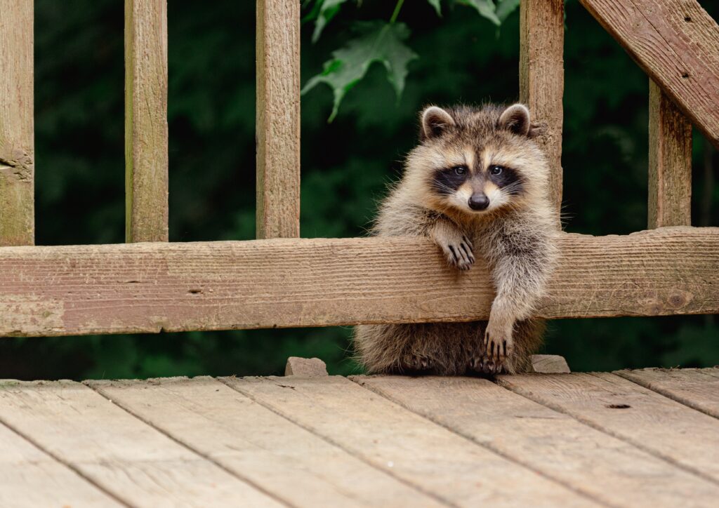Drunk Raccoon’s Crime Spree Includes DMV and Karate Studio, Officials Say