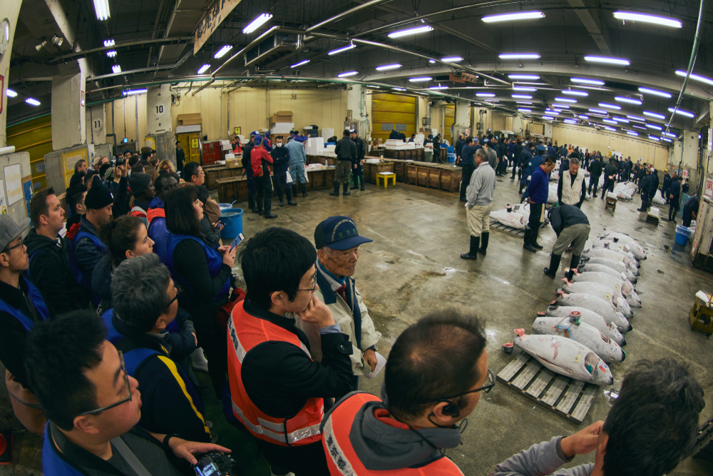 Record-Breaking Bluefin Tuna Fetches Millions at Tokyo New Year Auction