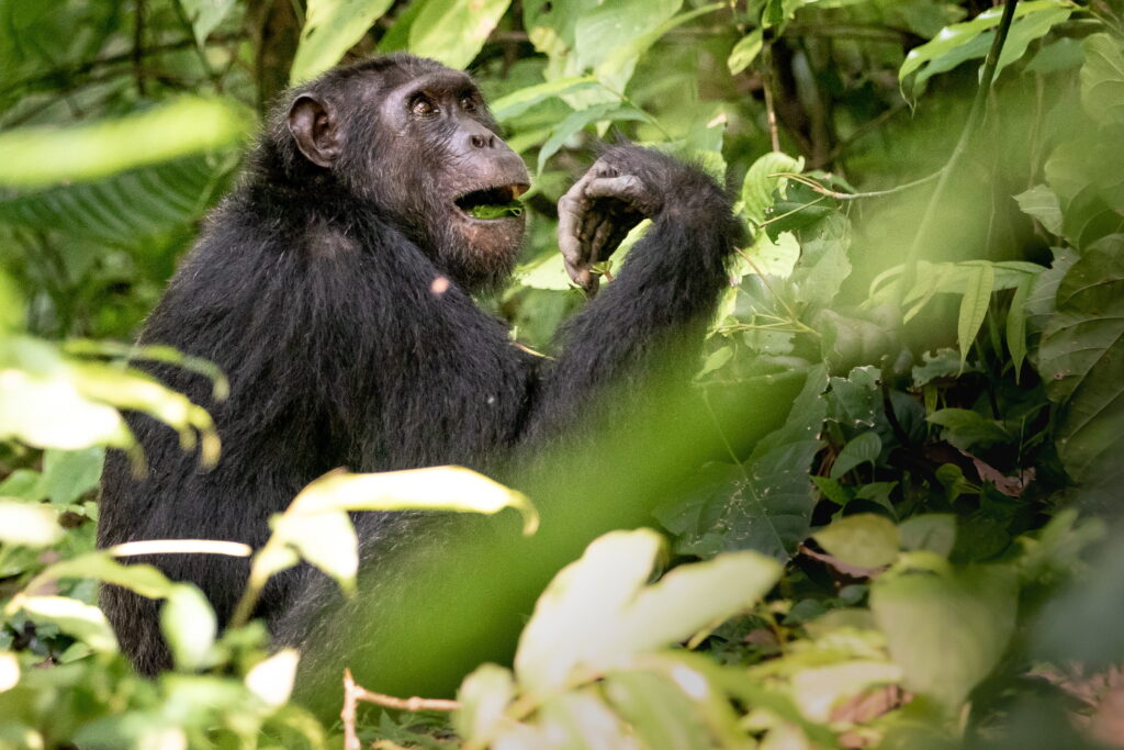 Same-Sex Sexual Behaviour in Primates May Strengthen Social Bonds Under Stress, Study Finds