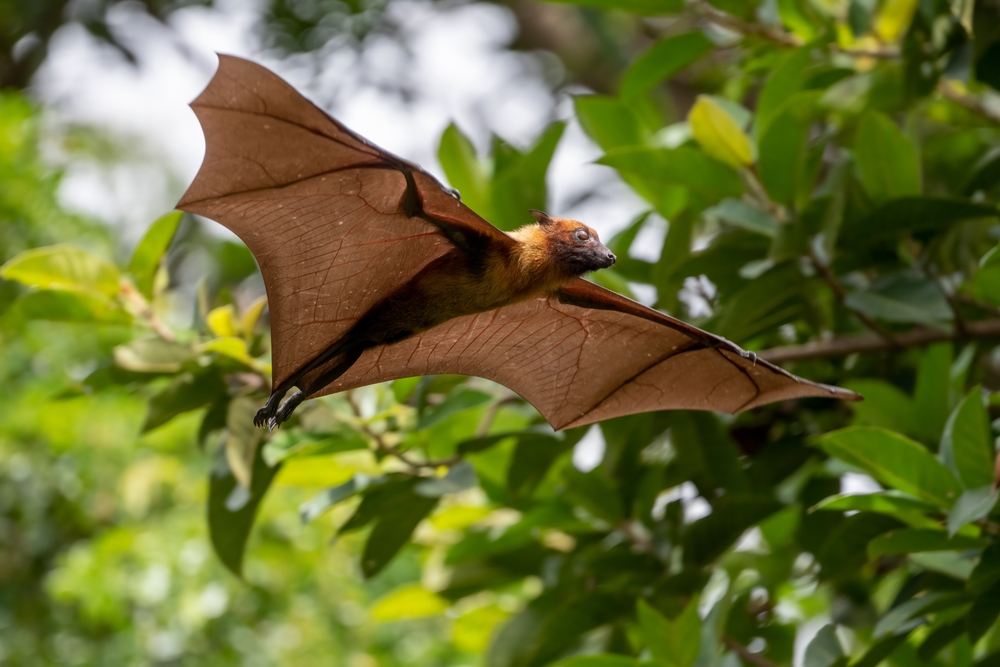 Mass Flying Fox Deaths Hit Australia Amid Record Heatwave