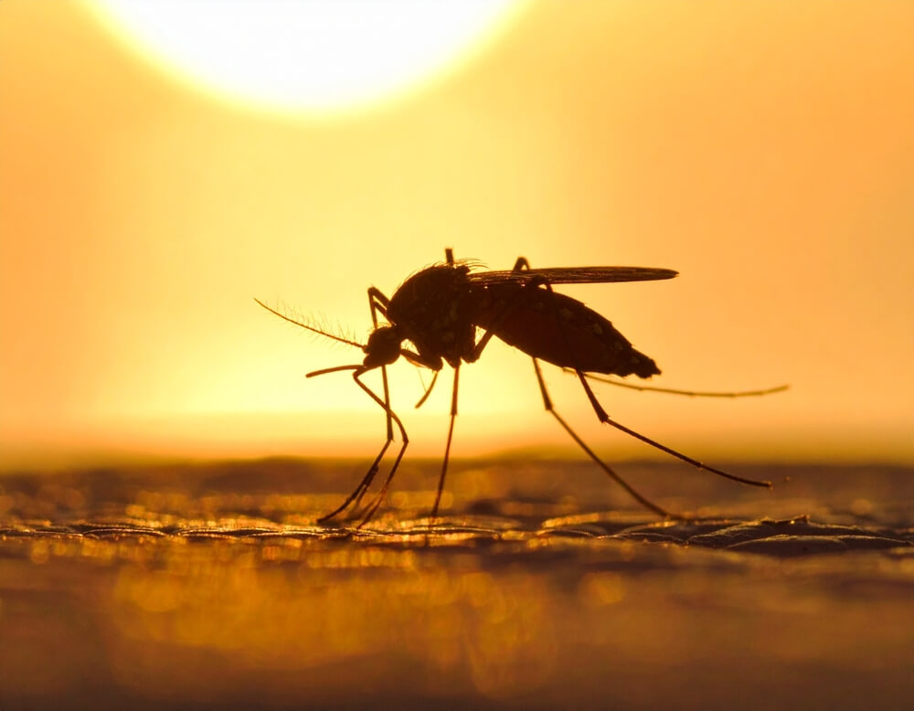 How Cities Are Creating Highways for Wildlife Viruses