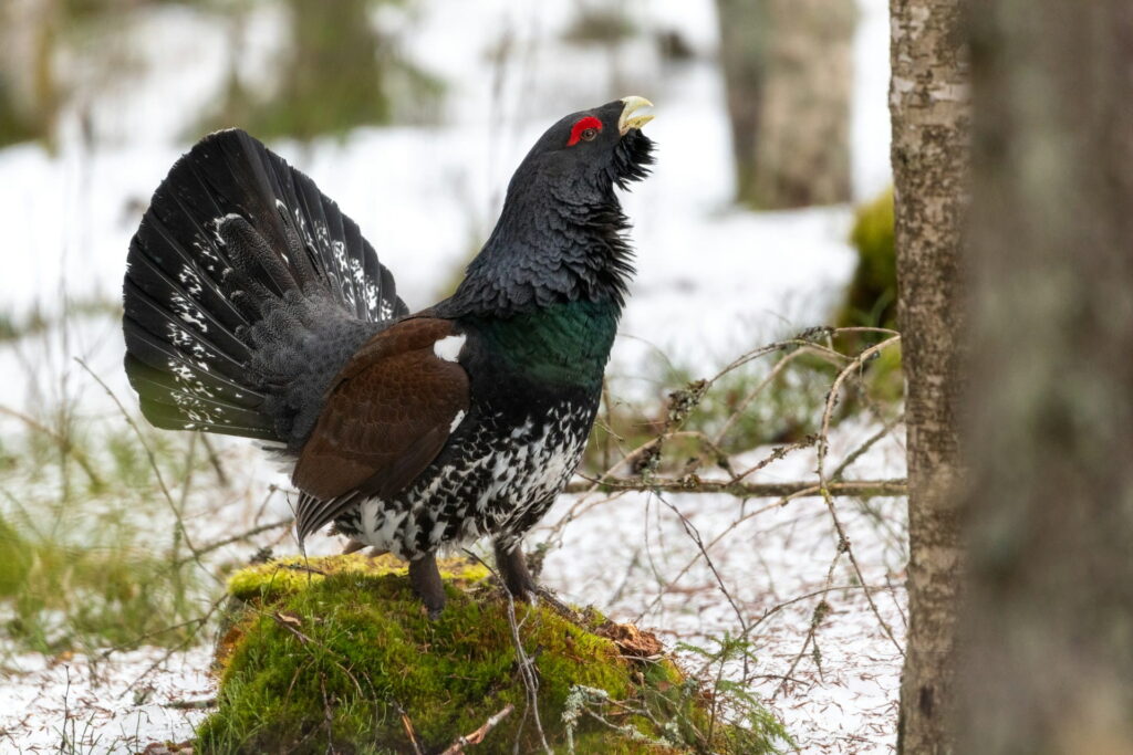 Small Recovery Brings Hope for Scotland’s Capercaillie