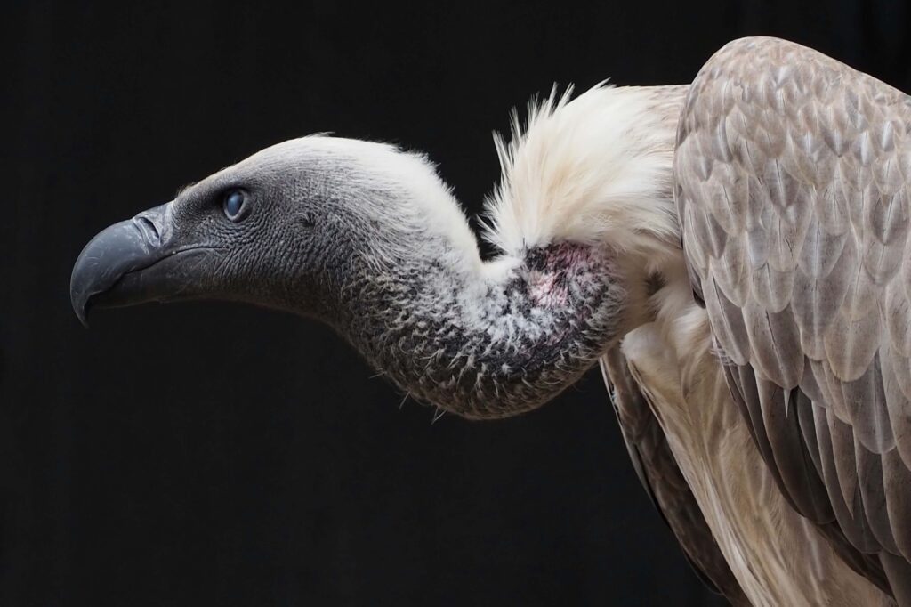 Africa’s Vulture Sanctuaries Face Complex Conservation Challenges
