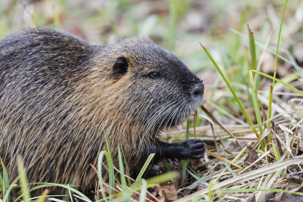 Beaver Rescued After Freezing Temperatures Force It Into City Streets