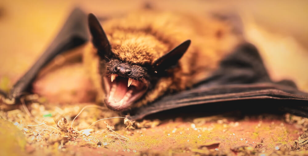 Hidden Bat Virus Found Infecting Humans in Bangladesh
