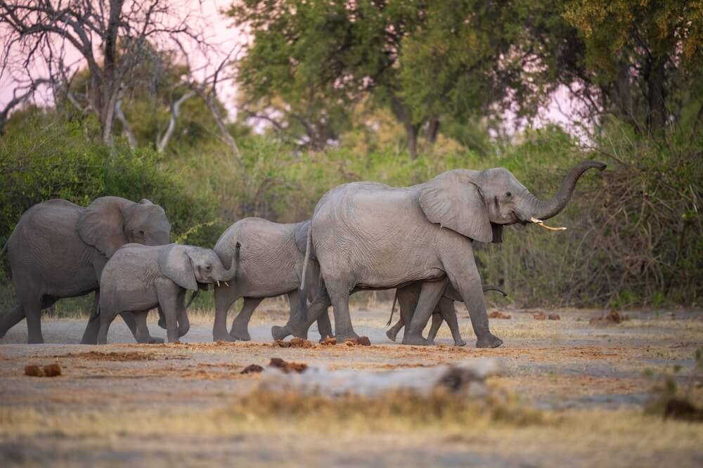 Thailand puts elephants on birth control as their natural habitat shrinks