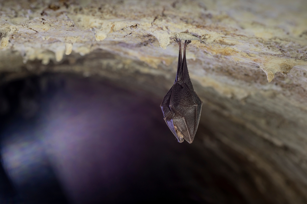 Cold Snaps Are Putting Local Bats in Danger, Wildlife Center Warns