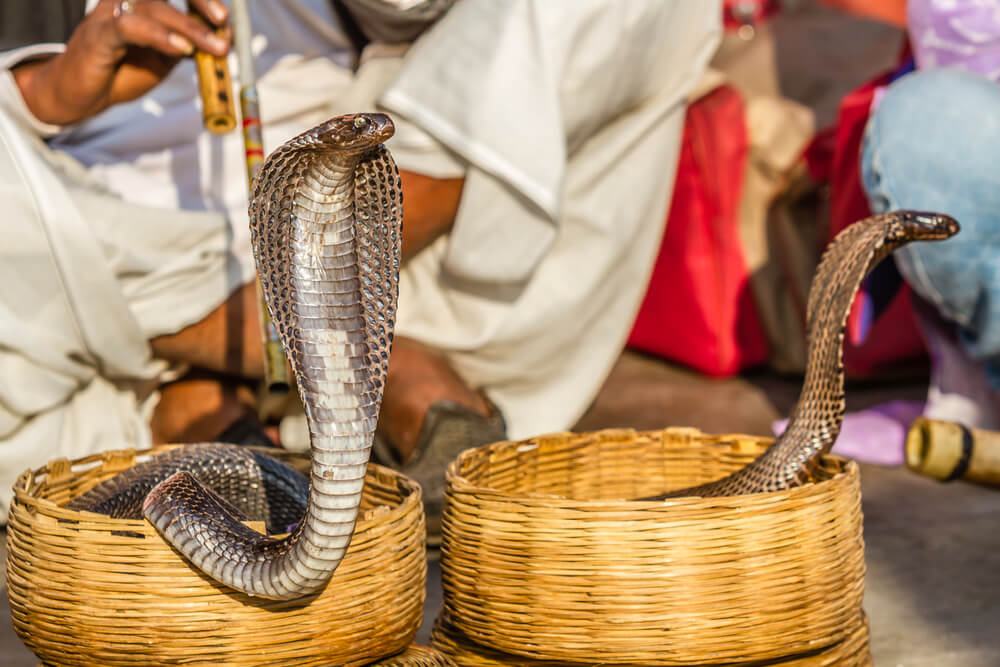 India’s deadly snakebite crisis kills tens of thousands every year