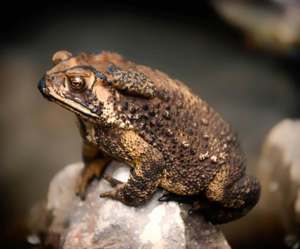 Warwickshire Launches Toad Rescue Patrols During Breeding Season